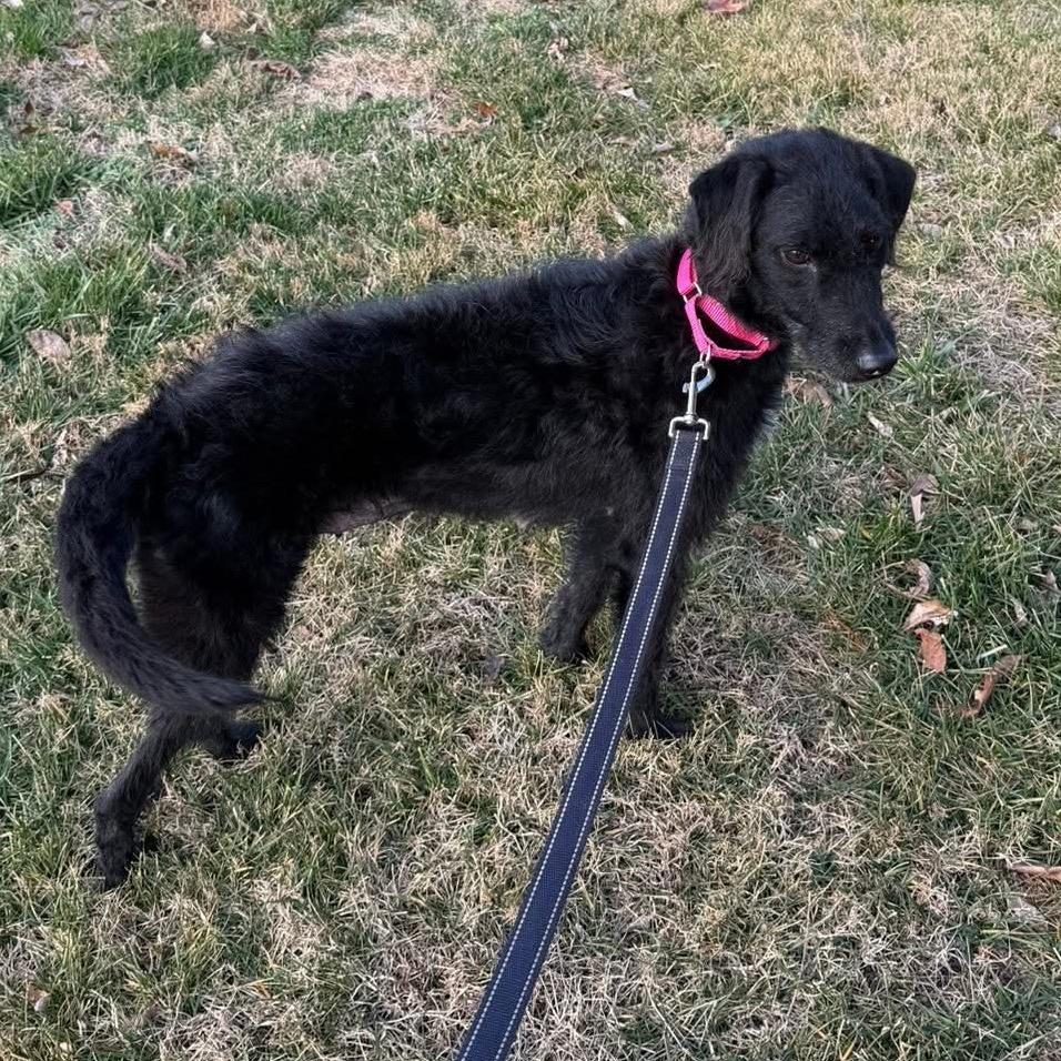 Daenerys thumbnail 5