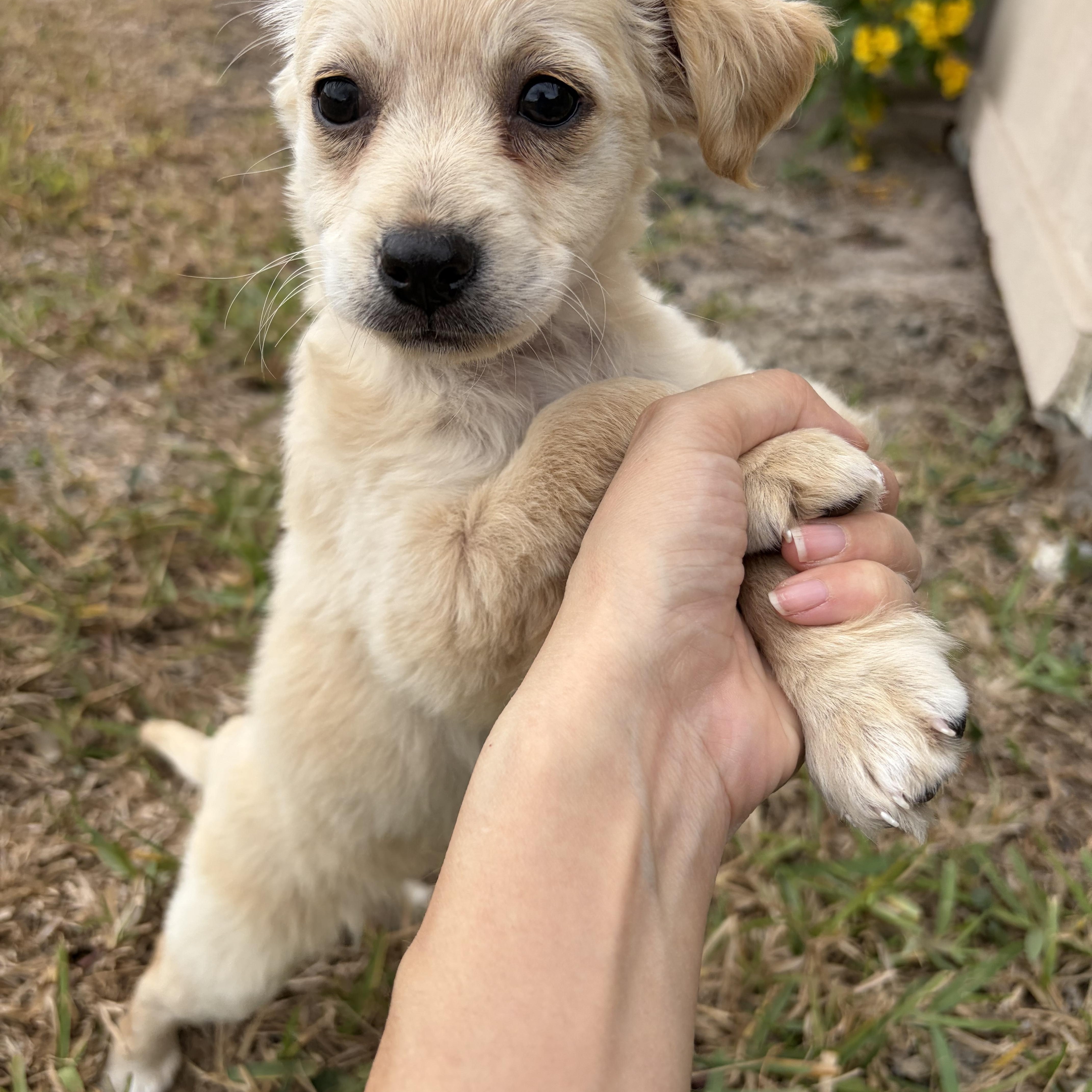 Coriander — thumbnail 3