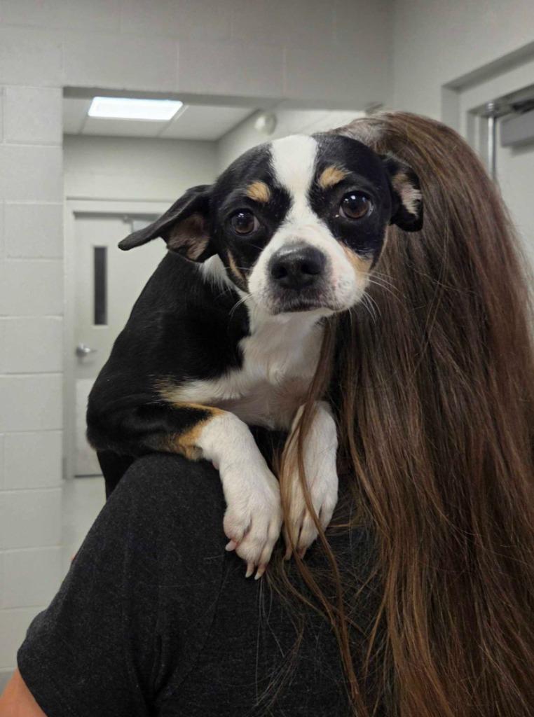 Tiger, Adoptable, Adult Male Chihuahua & Mixed Breed.
