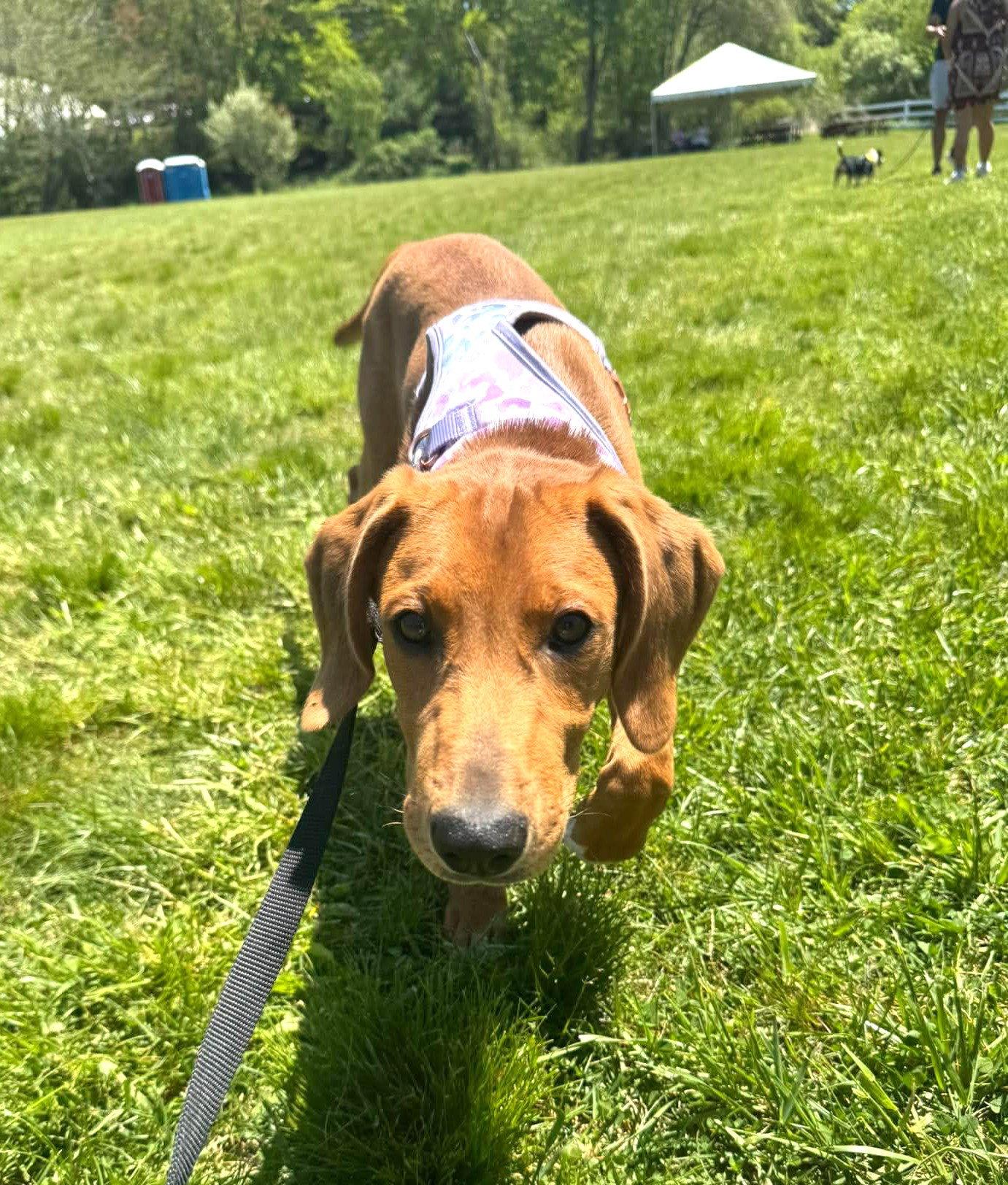 Enlarge Daisy JM in RI, a Adoptable Hound in Warwick, RI image 1/3