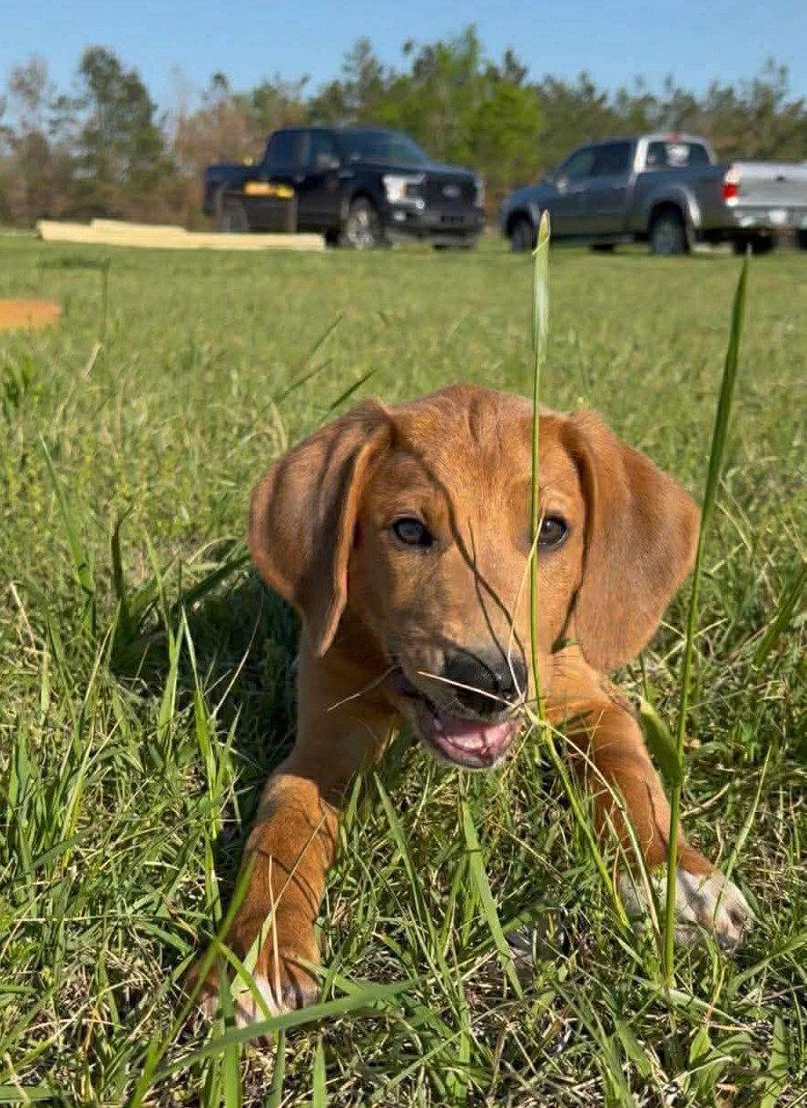 Enlarge Daisy JM in MS, a Adoptable Hound in Warwick, RI image 2/3