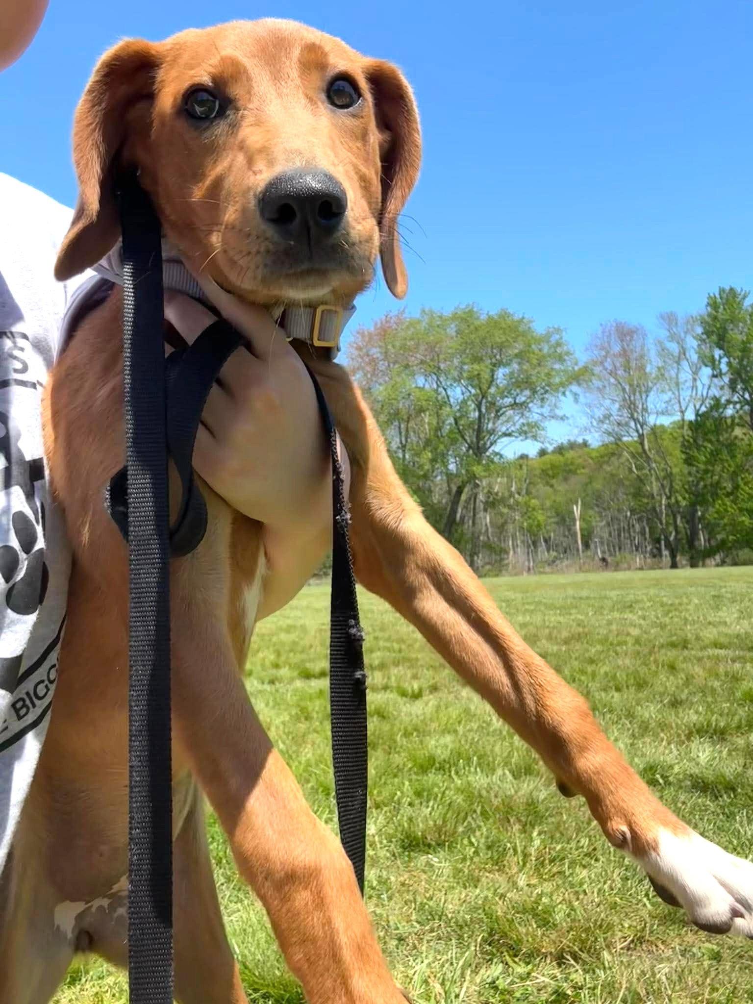 Enlarge Daisy JM in RI, a Adoptable Hound in Warwick, RI image 2/3
