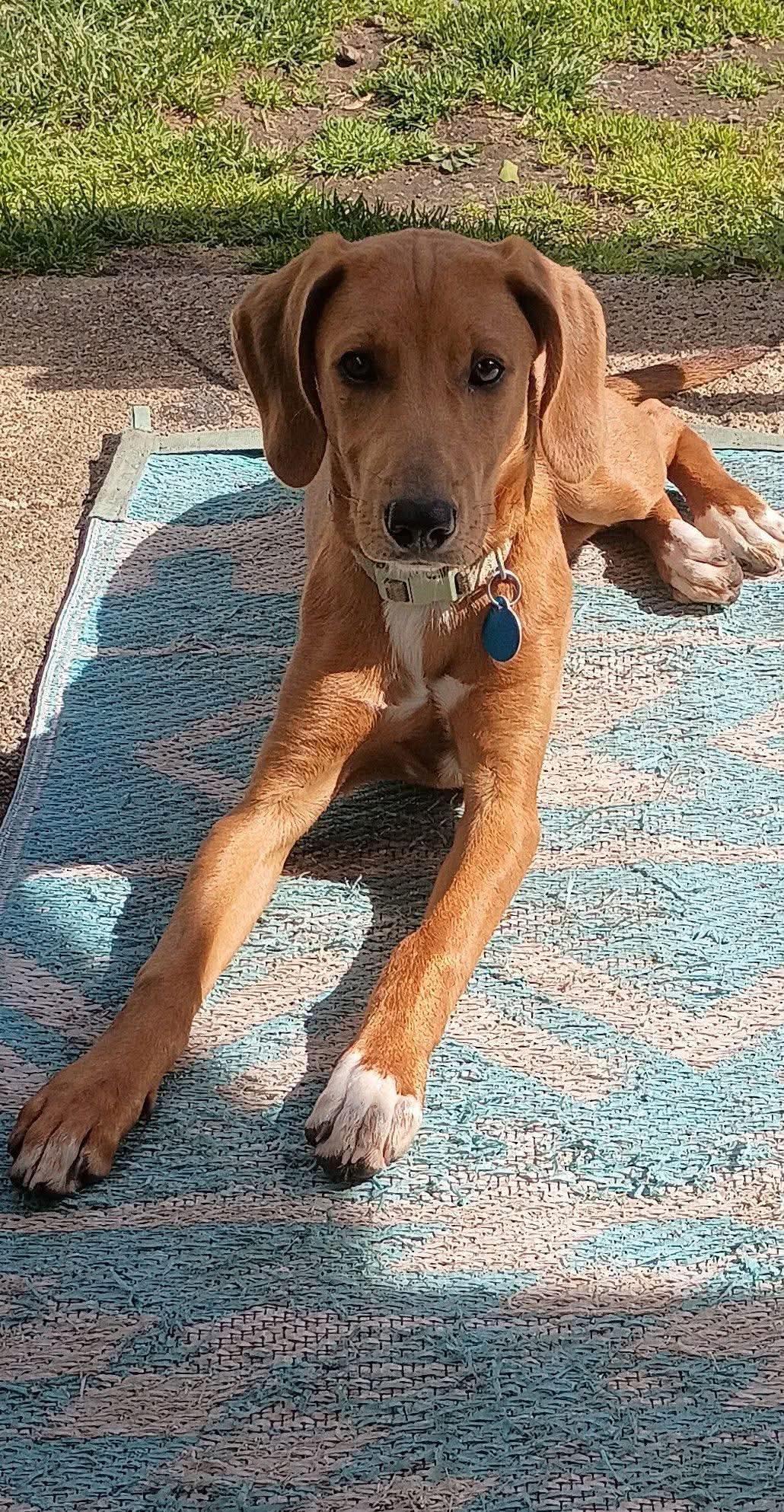 Enlarge Daisy JM in RI, a Adoptable Hound in Warwick, RI image 3/3