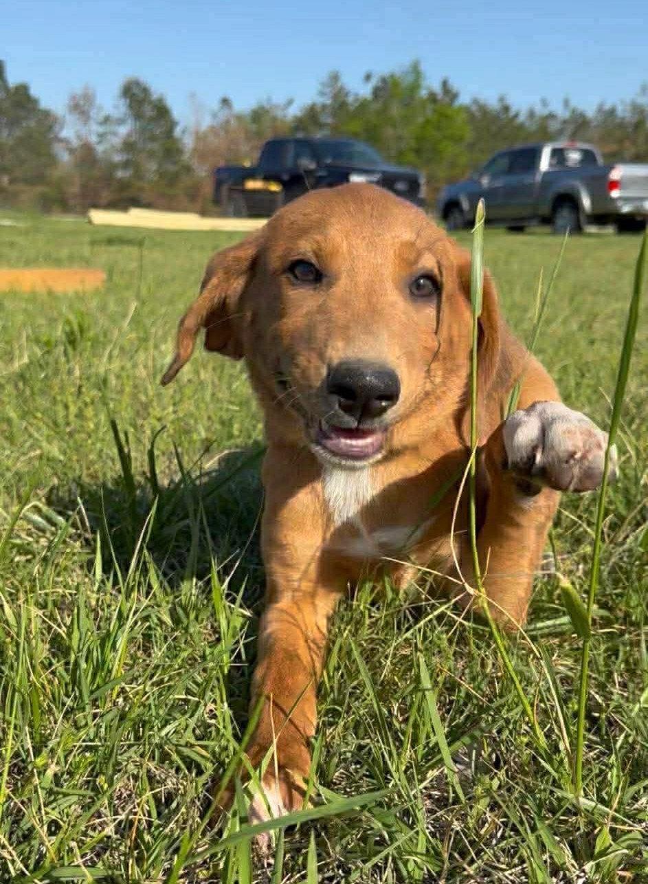 Enlarge Daisy JM in MS, a Adoptable Hound in Warwick, RI image 3/3