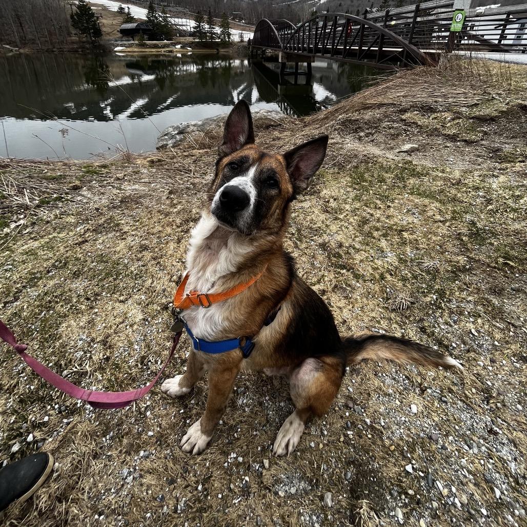 Enlarge Ranger, a Adoptable mixed breed in Pittsford, VT image 1/5