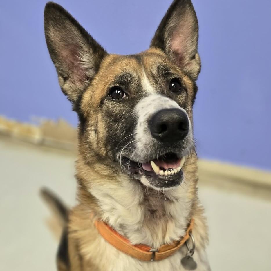 Enlarge Ranger, a Adoptable mixed breed in Pittsford, VT image 2/5