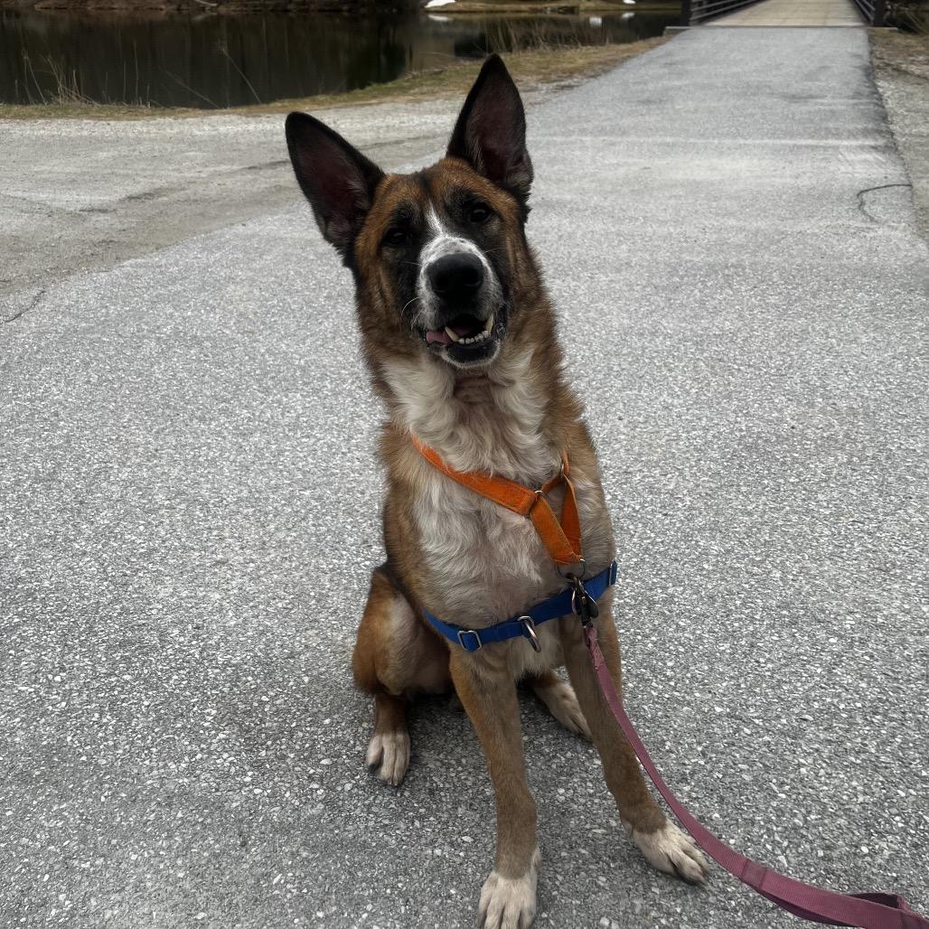 Enlarge Ranger, a Adoptable mixed breed in Pittsford, VT image 3/5