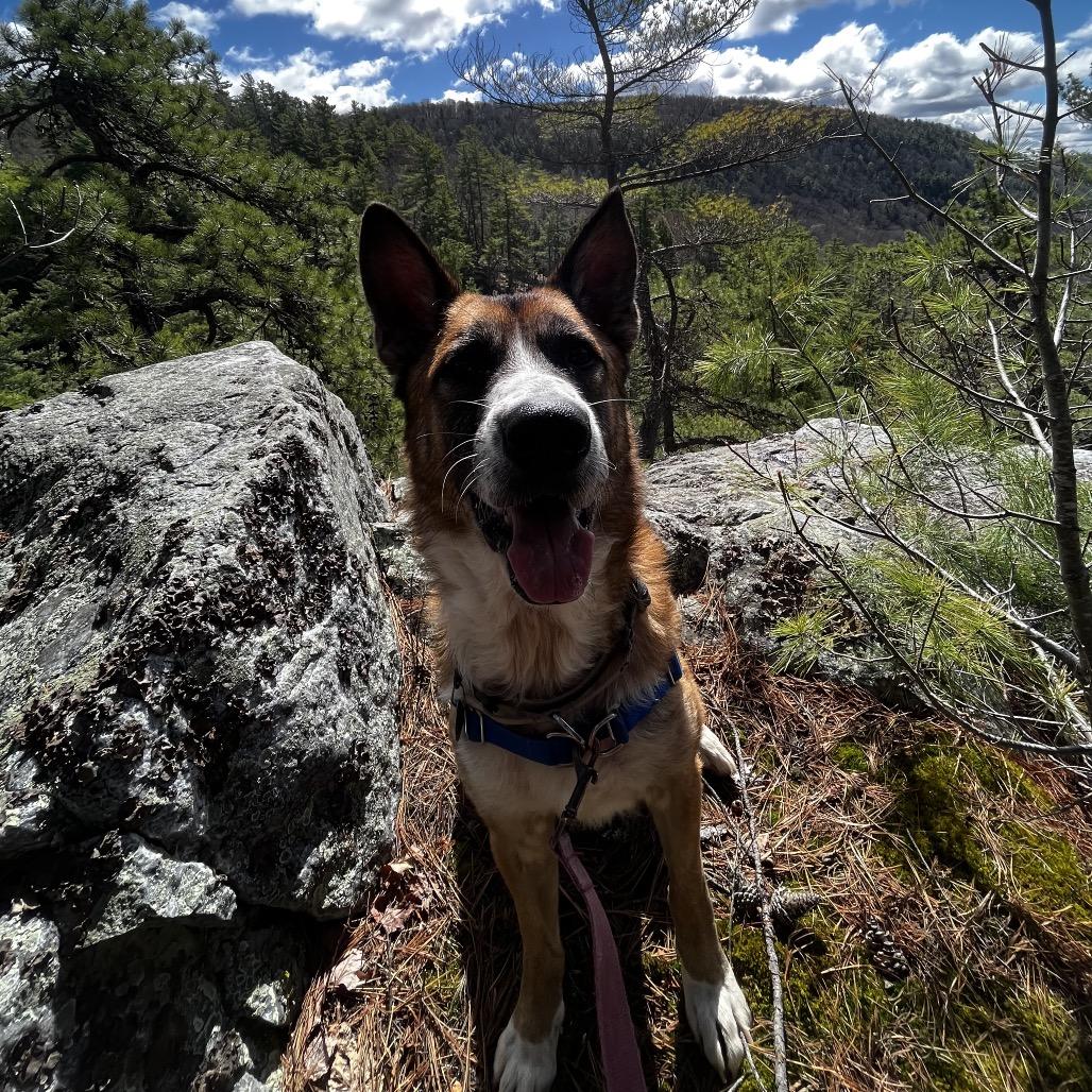 Enlarge Ranger, a Adoptable mixed breed in Pittsford, VT image 3/6