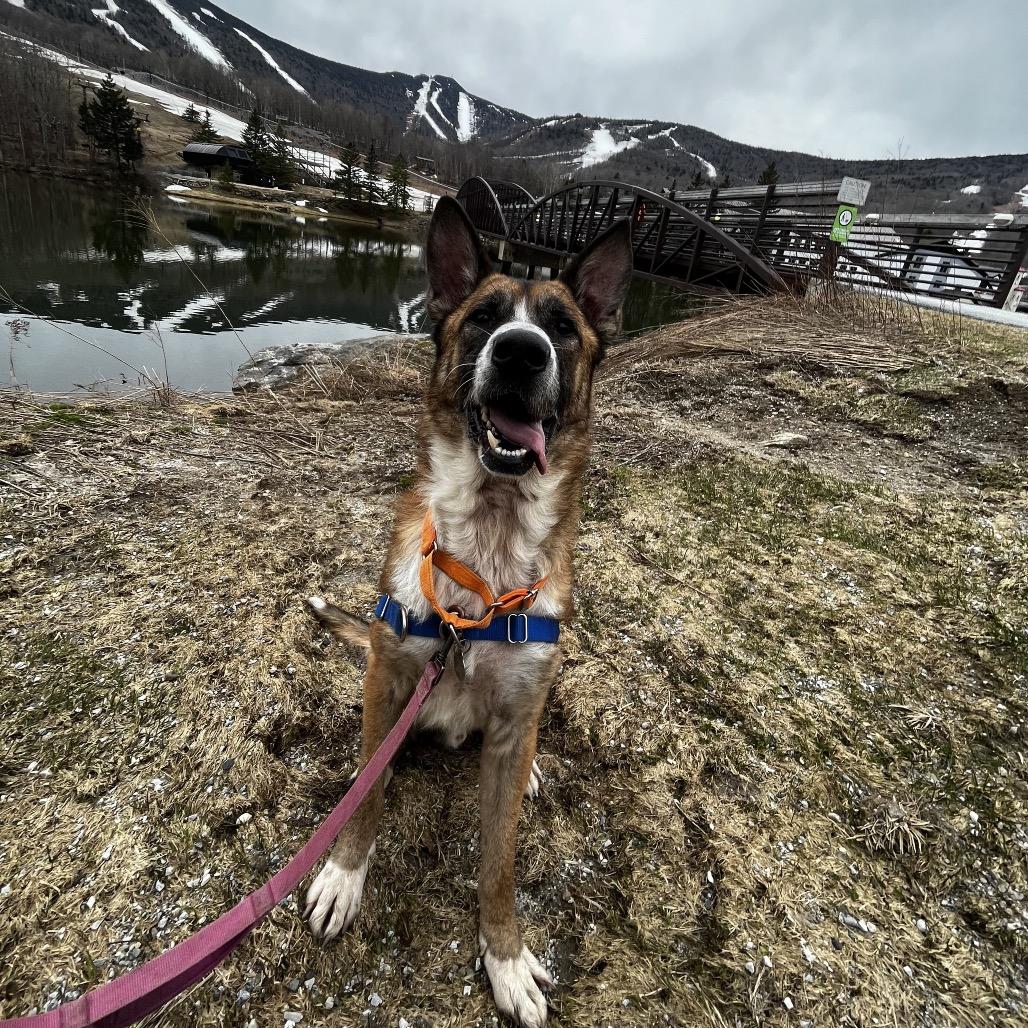 Enlarge Ranger, a Adoptable mixed breed in Pittsford, VT image 4/5