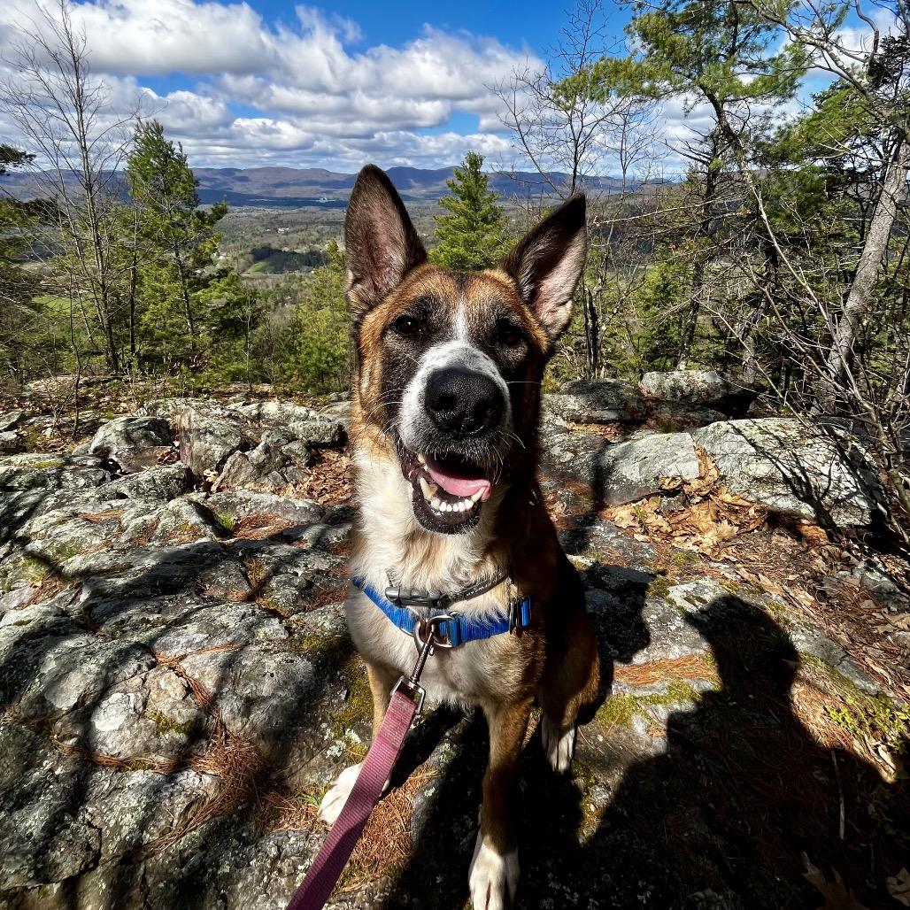 Enlarge Ranger, a Adoptable mixed breed in Pittsford, VT image 5/6