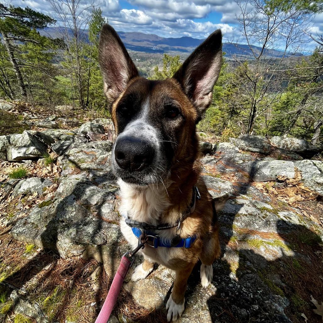 Enlarge Ranger, a Adoptable mixed breed in Pittsford, VT image 6/6