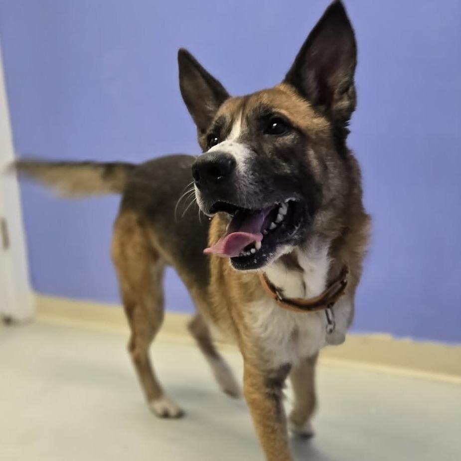 Enlarge Ranger, a Adoptable mixed breed in Pittsford, VT image 5/5