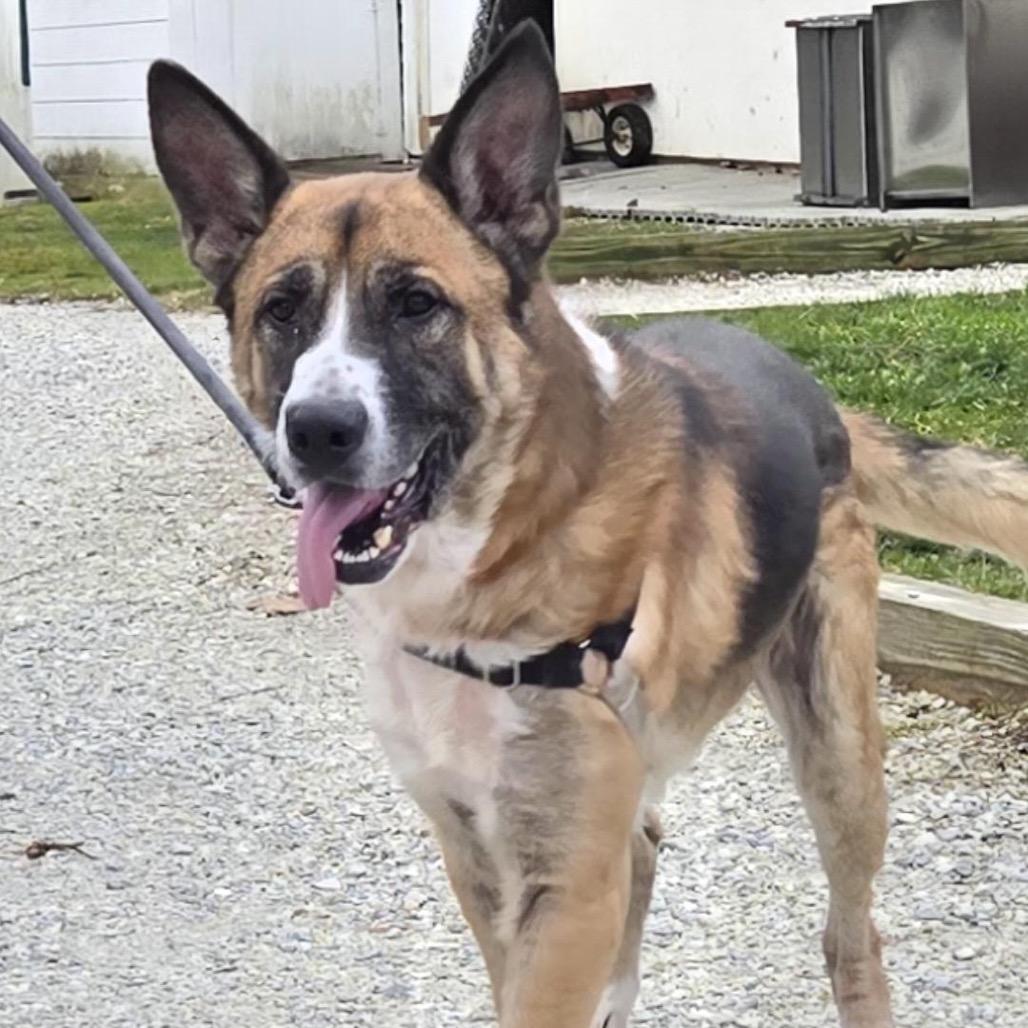 Enlarge Ranger, a Adoptable mixed breed in Pittsford, VT image 2/2