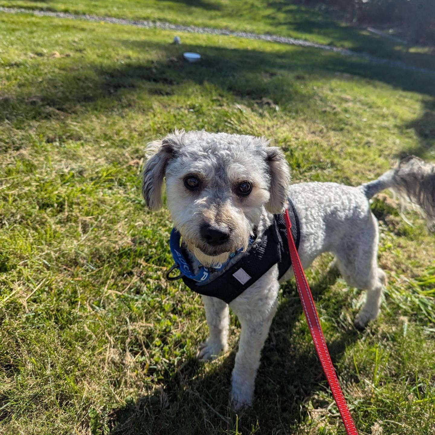 Enlarge Winston, an adopted mixed breed in Friday Harbor, WA image 1/2