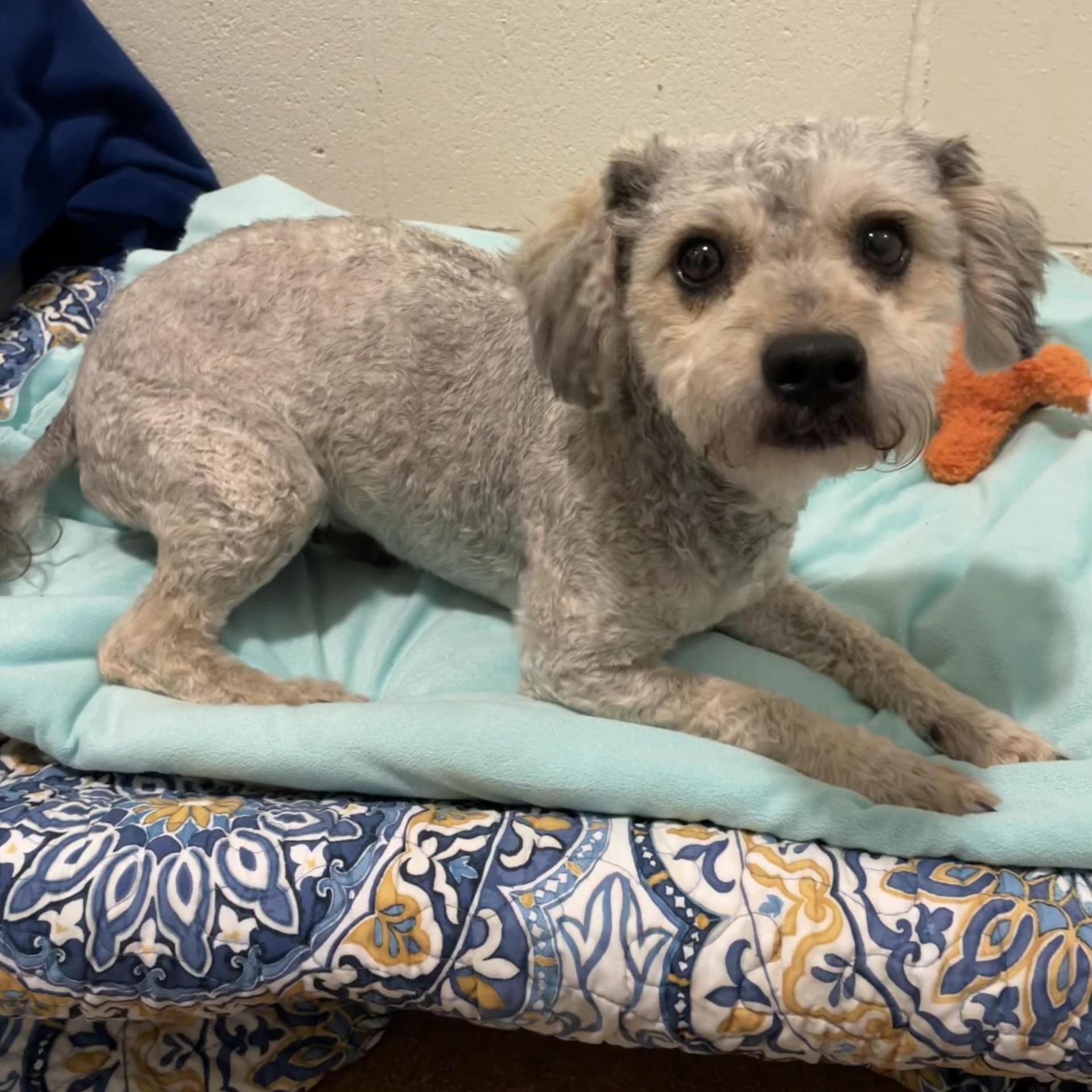 Enlarge Winston, an adopted mixed breed in Friday Harbor, WA image 2/2