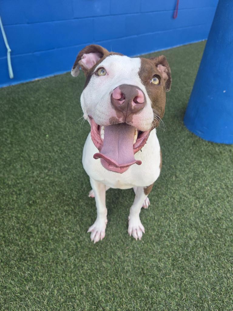 Stanley, a Adoptable mixed breed in New Orleans, LA image 2/6