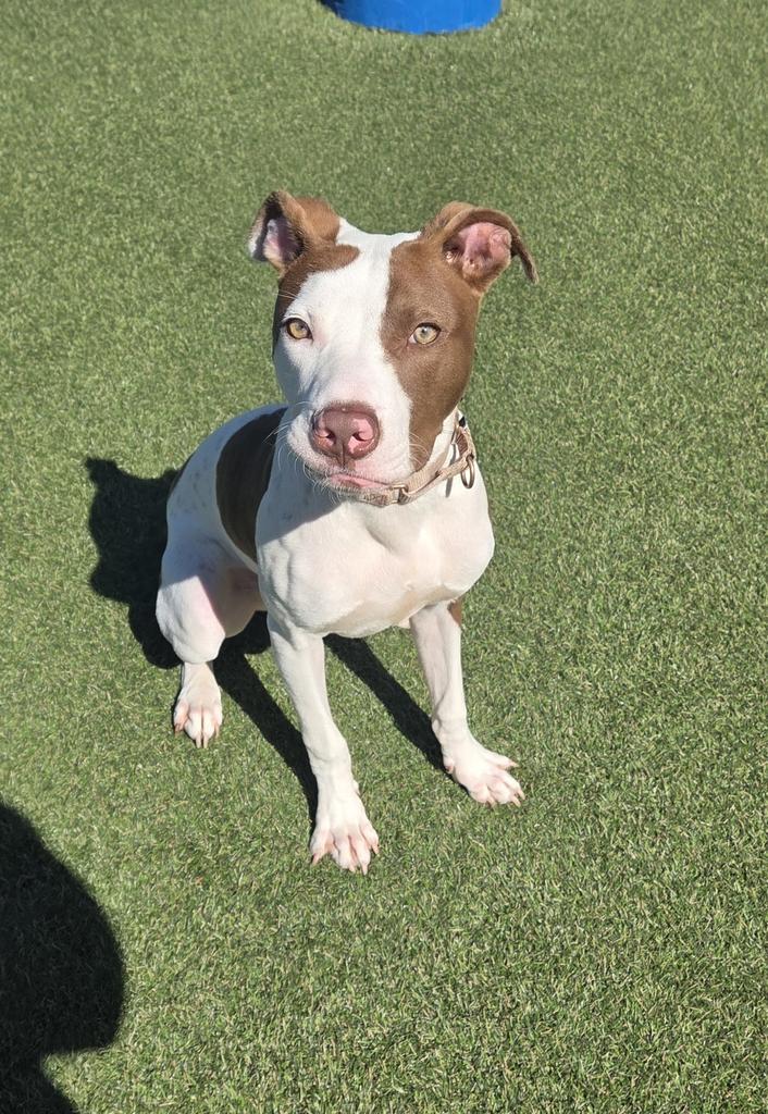 Stanley, a Adoptable mixed breed in New Orleans, LA image 3/6