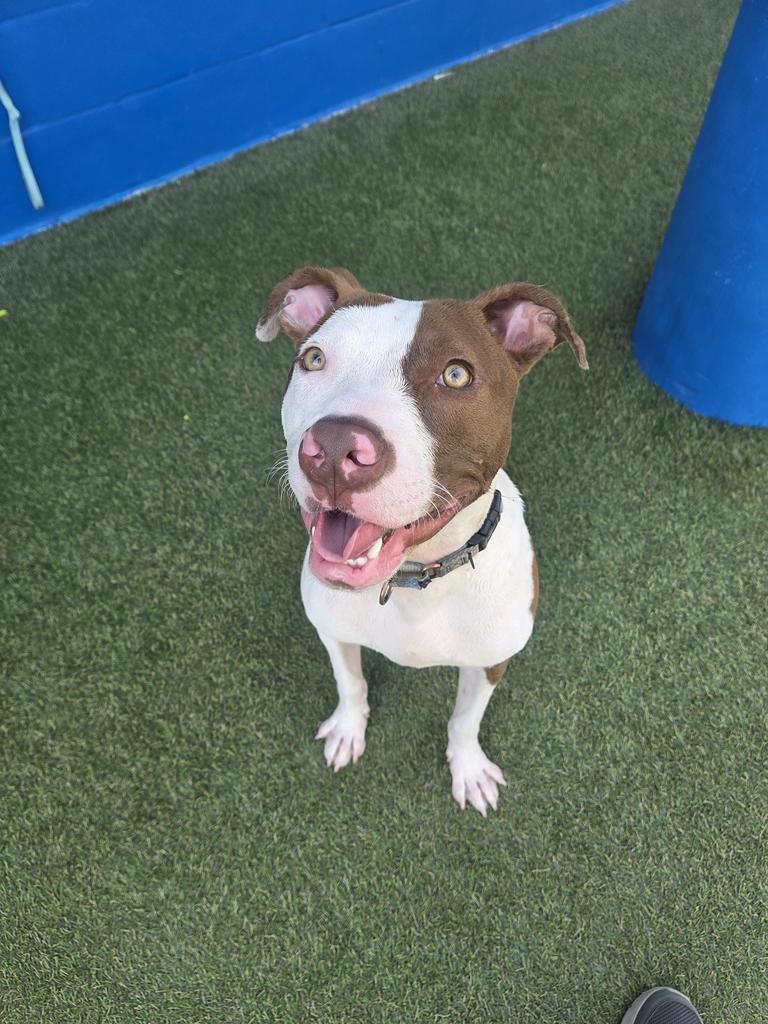 Stanley, a Adoptable mixed breed in New Orleans, LA image 5/6