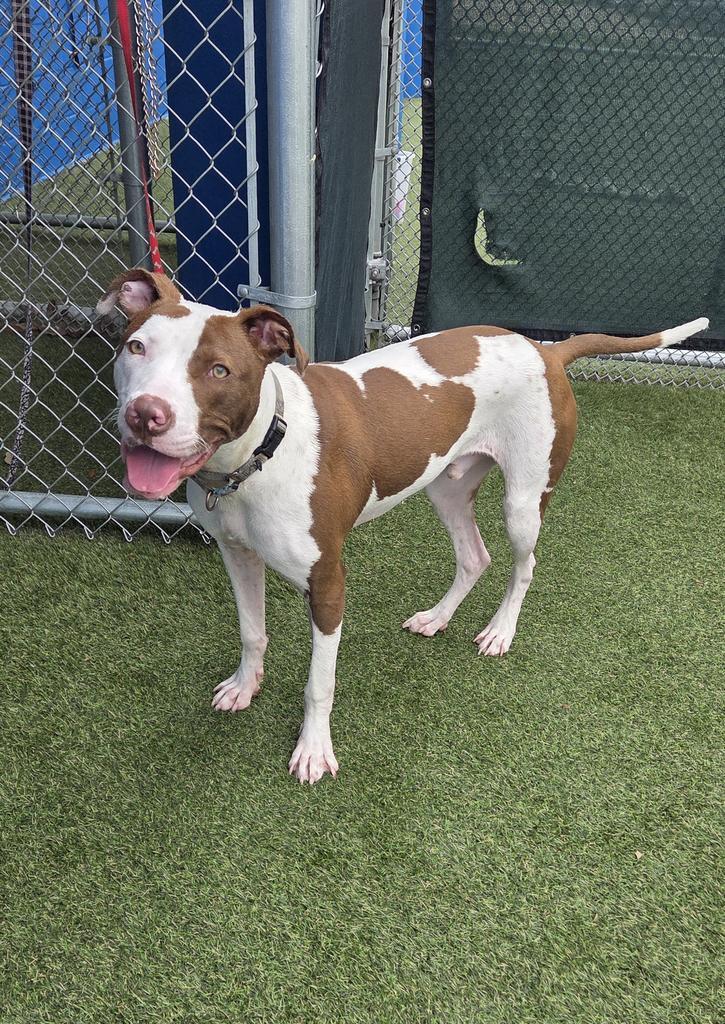 Stanley, a Adoptable mixed breed in New Orleans, LA image 6/6