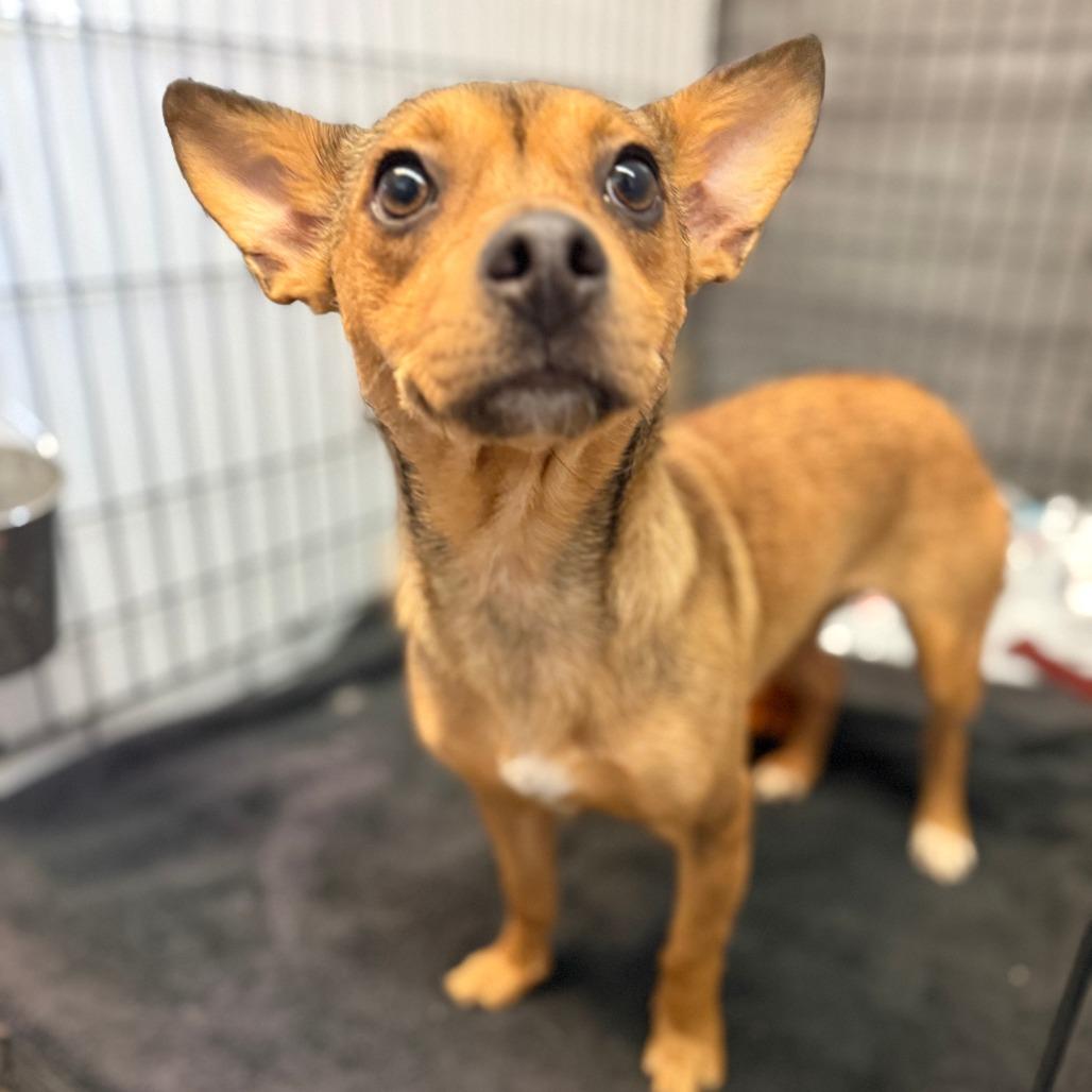 Chalula, a Adoptable mixed breed in Madison, WI image 1/4