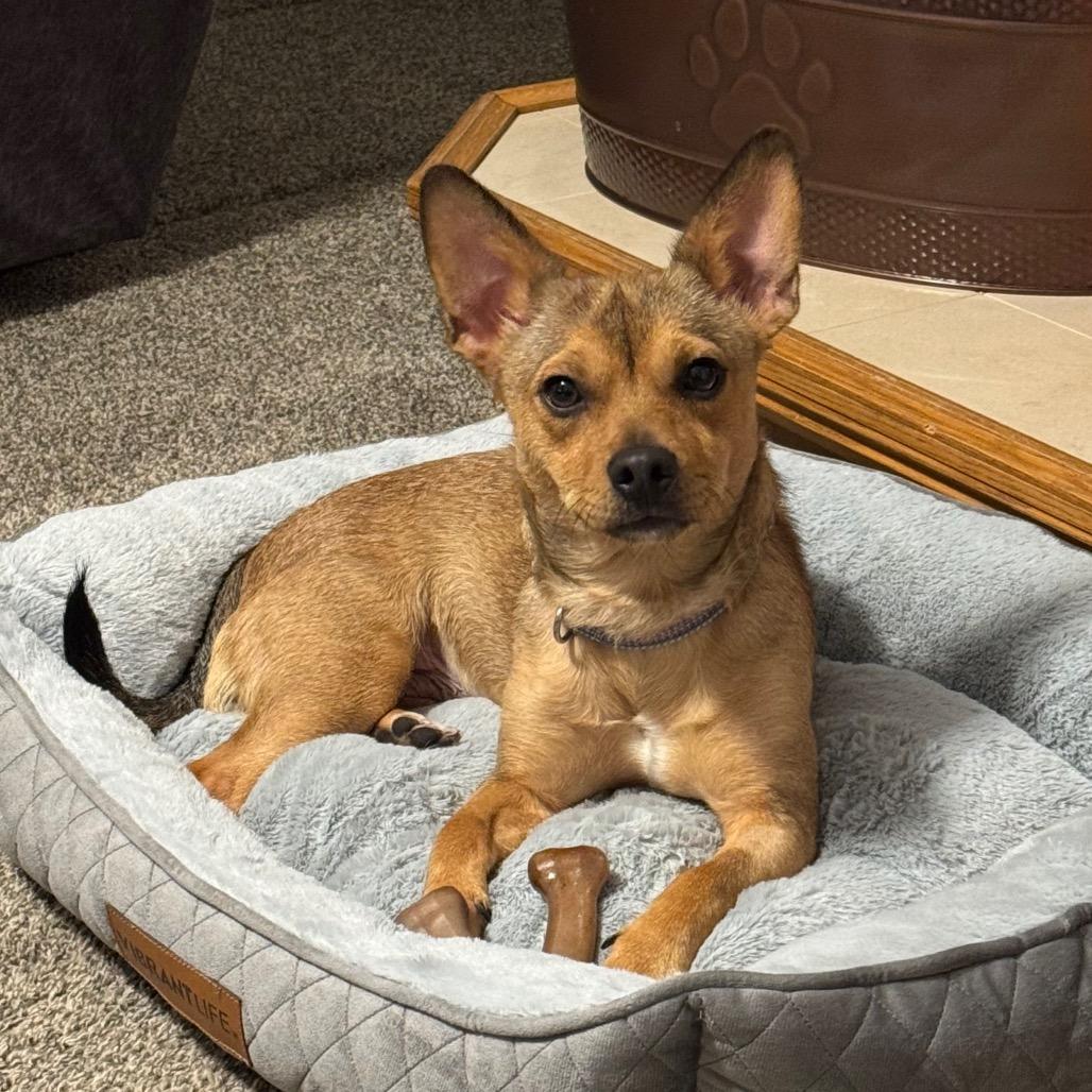 Chalula, a Adoptable mixed breed in Madison, WI image 2/4