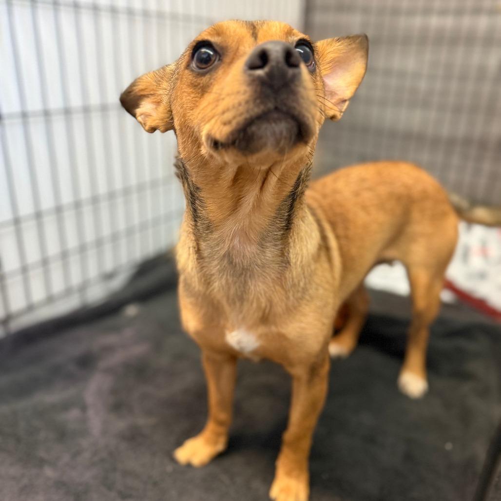 Chalula, a Adoptable mixed breed in Madison, WI image 3/4