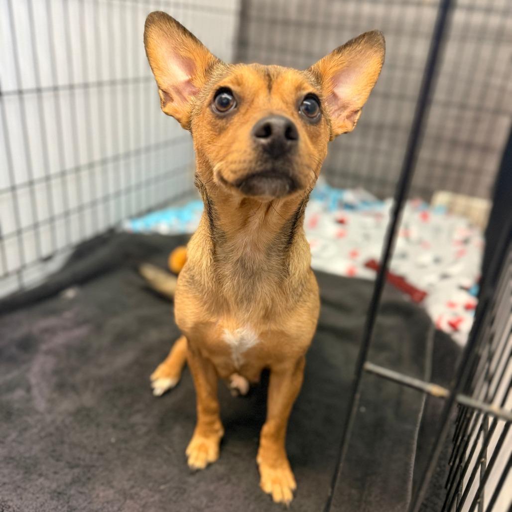 Chalula, a Adoptable mixed breed in Madison, WI image 4/4