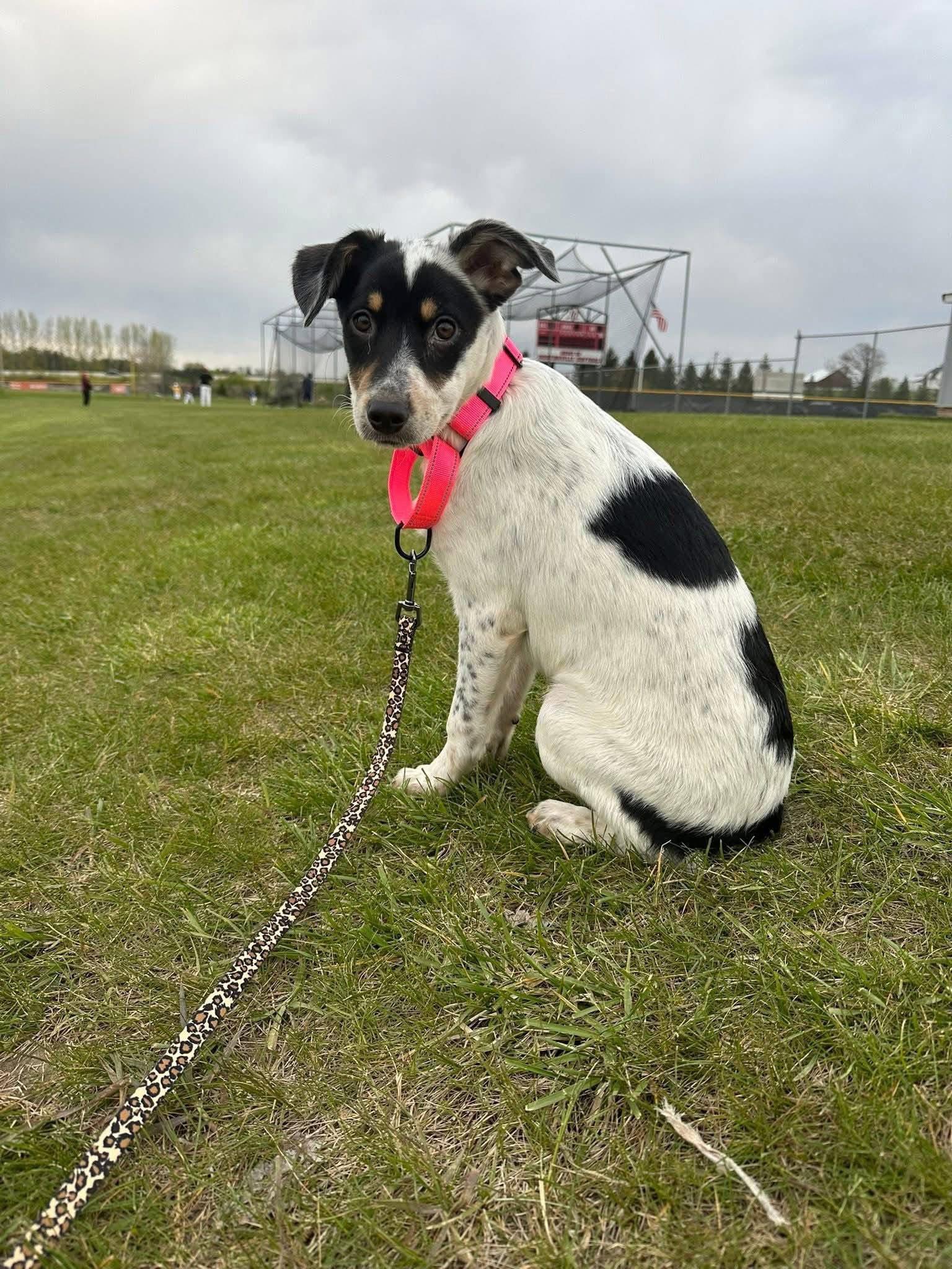 Jessie, Adoptable, Puppy Female Terrier.