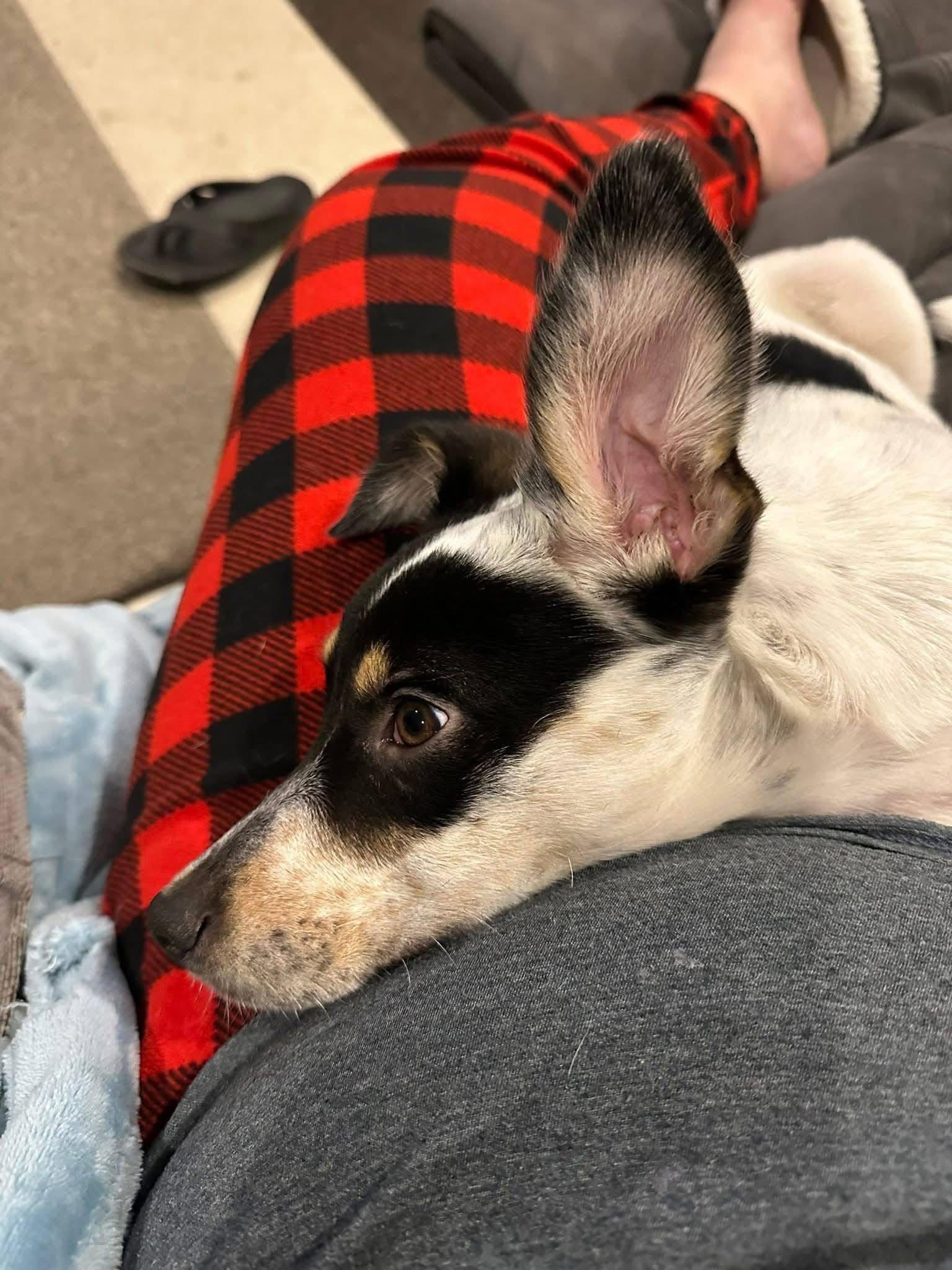Jessie, a Adoptable Terrier in New London, WI image 3/3