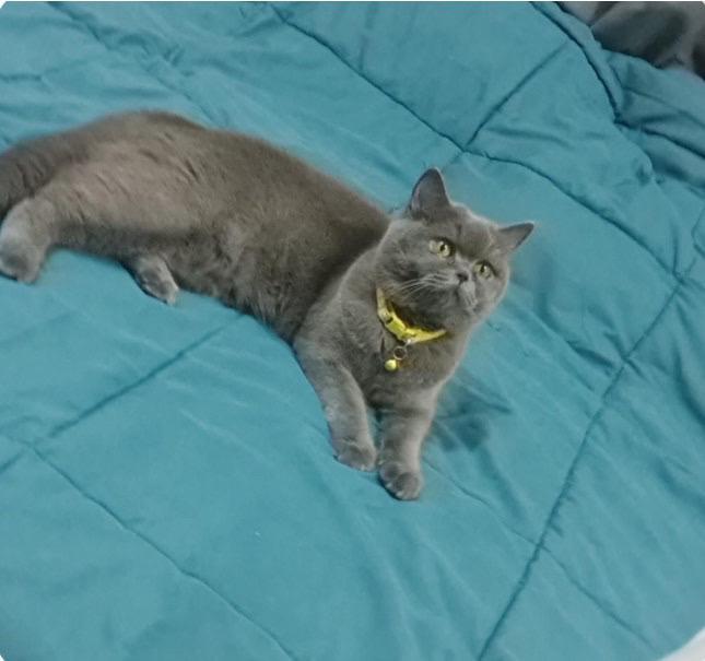 Basbousa, a Adoptable British Shorthair in Vienna , VA image 1/4