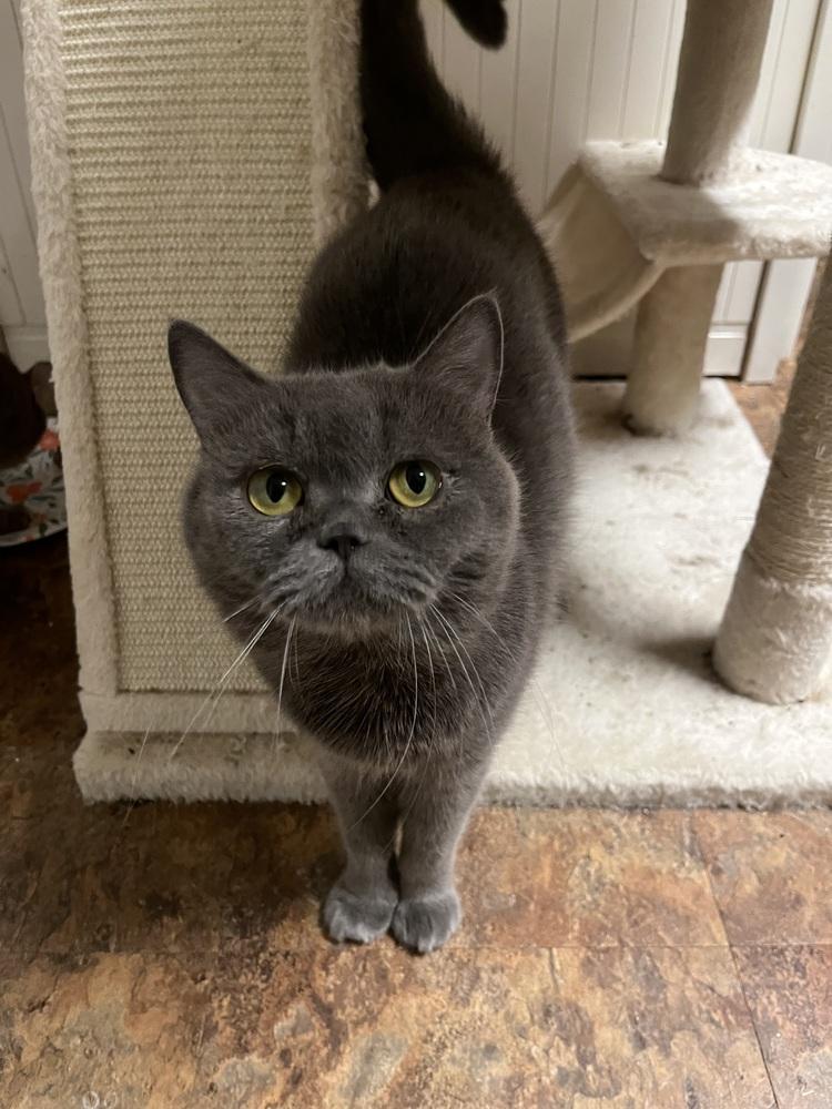 Basbousa, a Adoptable British Shorthair in Vienna , VA image 2/4