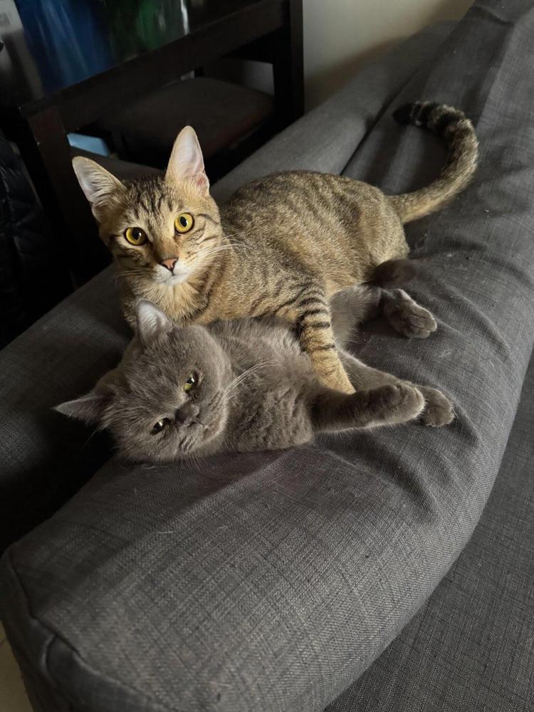 Basbousa, a Adoptable British Shorthair in Vienna , VA image 3/4