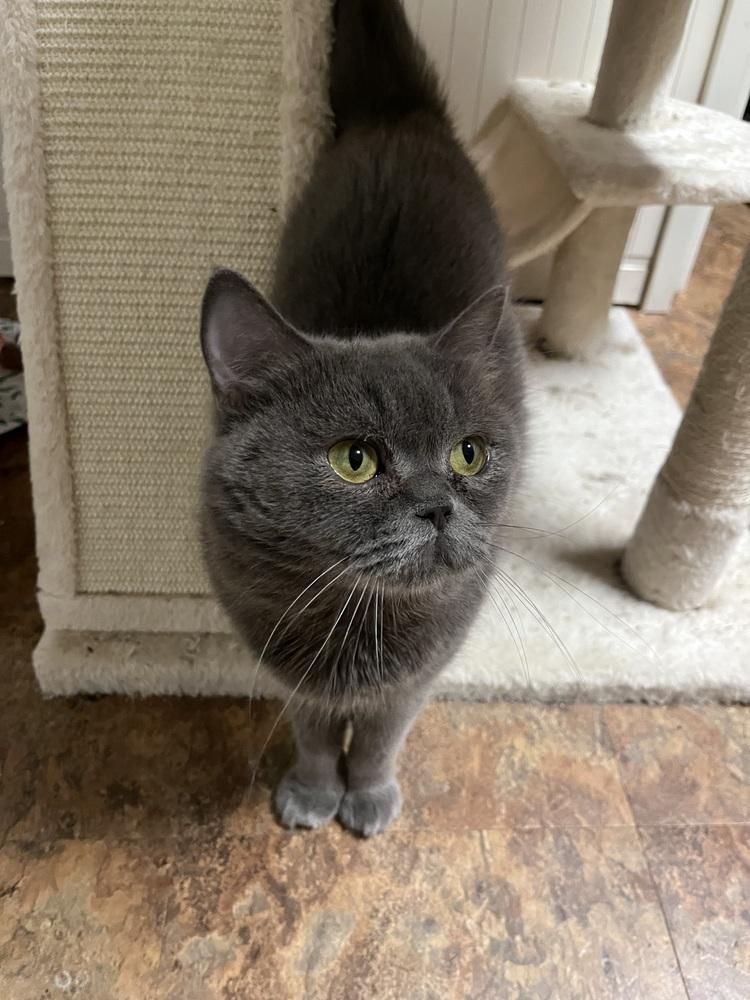 Basbousa, a Adoptable British Shorthair in Vienna , VA image 4/4