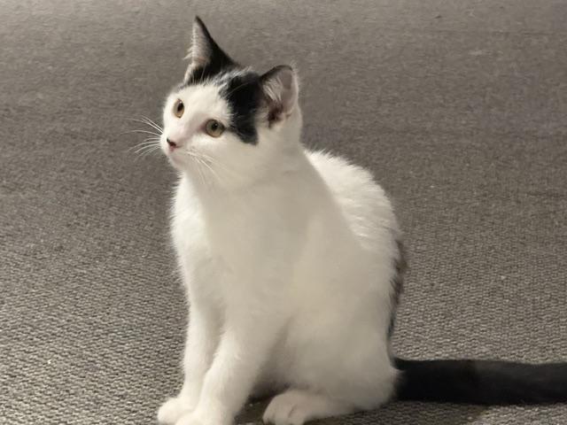Belle, ADOPTABLE, Kitten Female Domestic Short Hair.