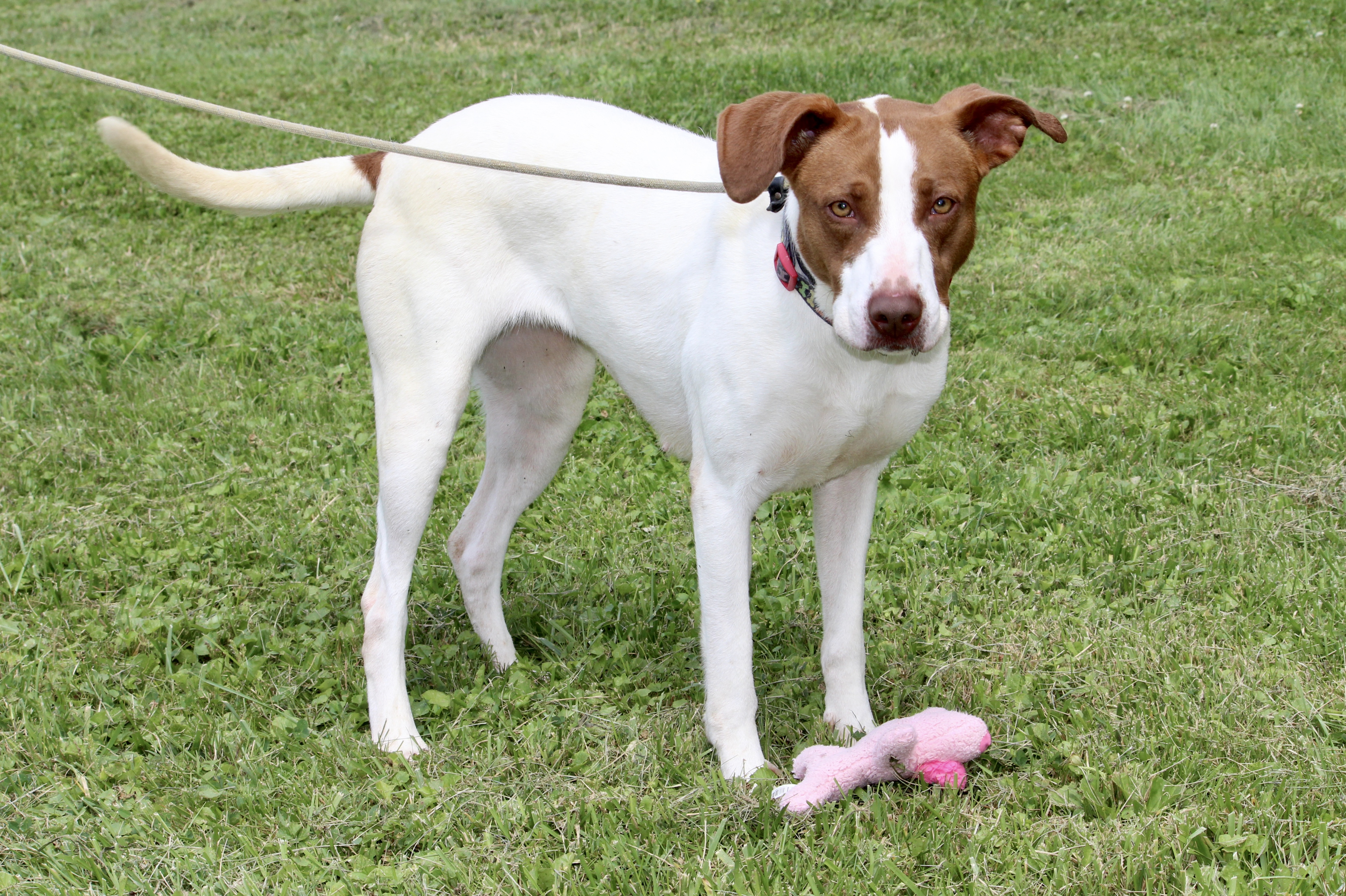 LILLITH — thumbnail 2