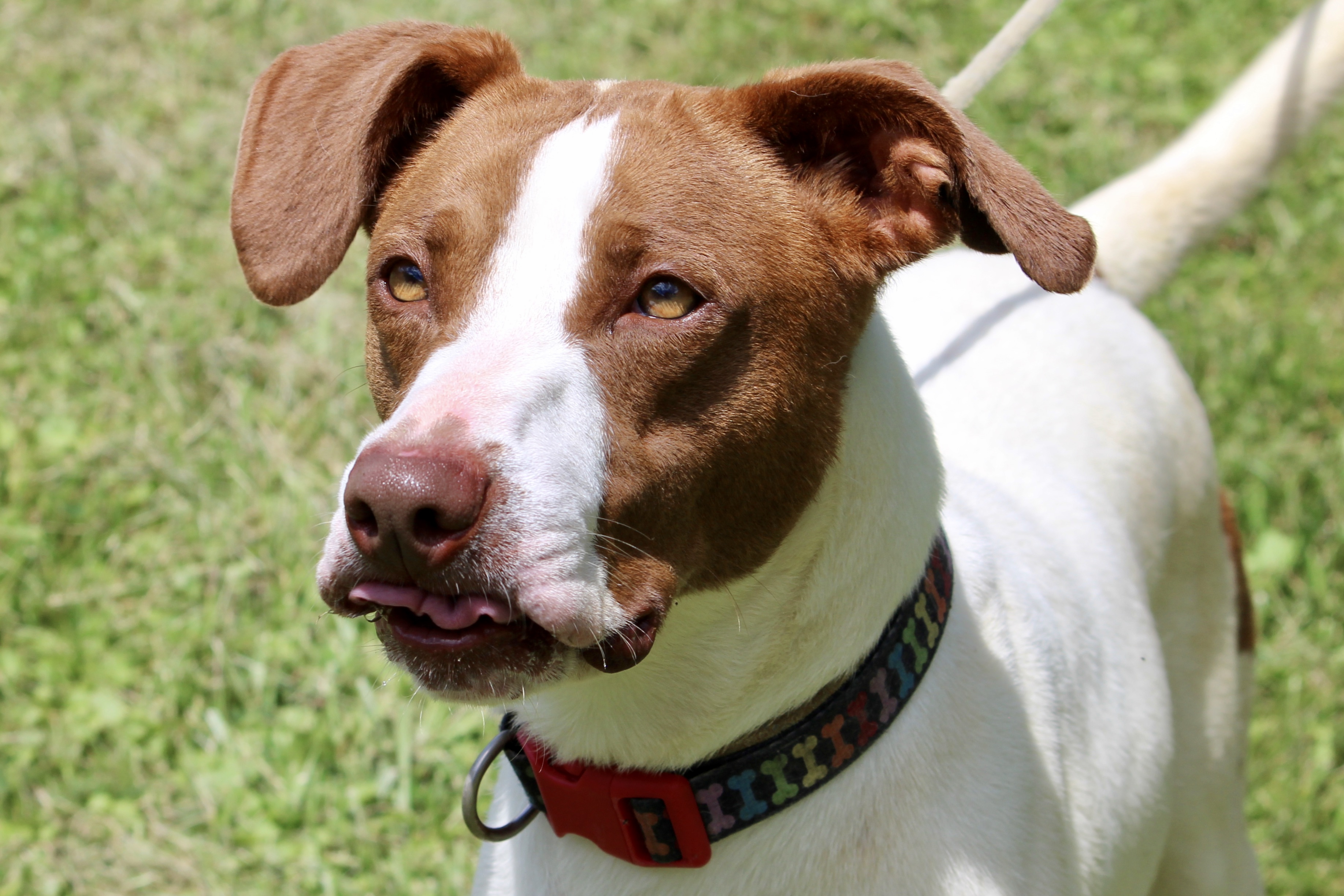 LILLITH — thumbnail 3