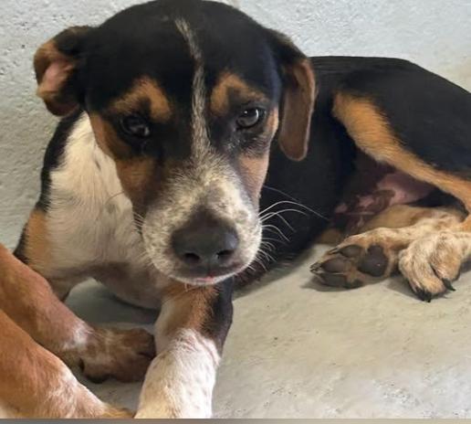 Collin, Adoptable, Puppy Male Hound.