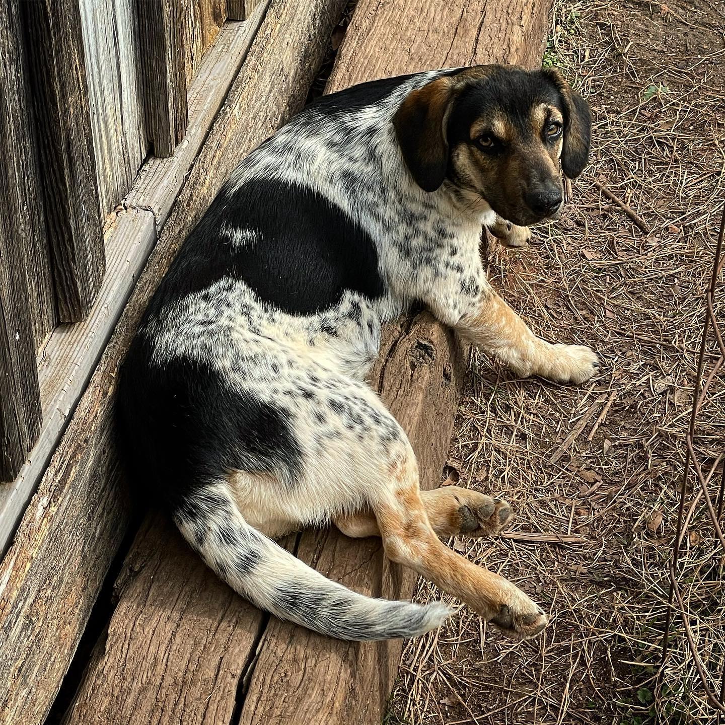 Enlarge Shiloh, a Adoptable mixed breed in Waverly, AL image 1/1