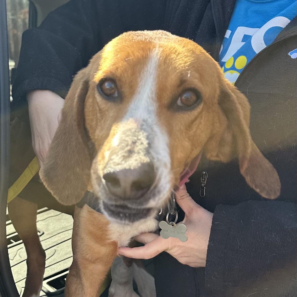 Rigby, Adoptable, Adult Male Hound & Mixed Breed.