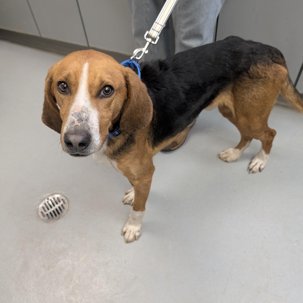 Rigby, Adoptable, Adult Male Hound & Mixed Breed.