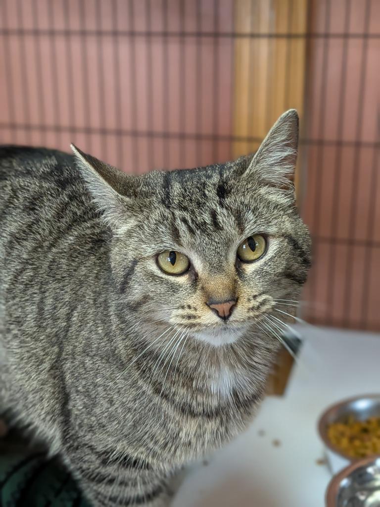 Enlarge HENRIETTE, a Adopted mixed breed in Battle Creek, MI image 1/1