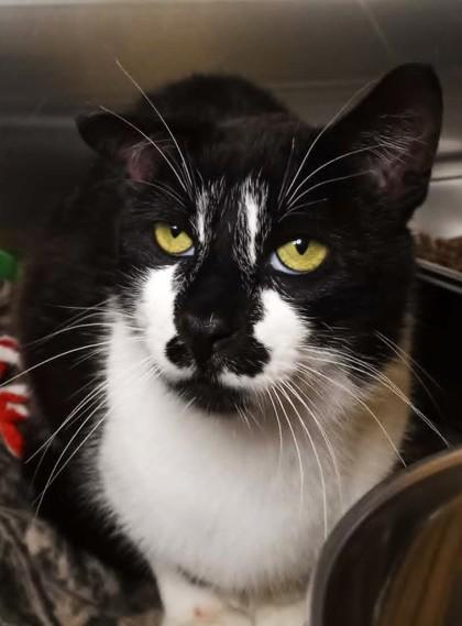Forest, Adoptable, Adult Male Domestic Short Hair.