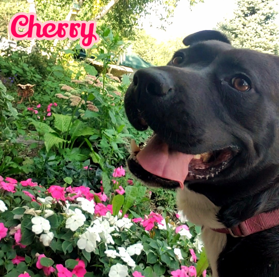 Cherry, Adult Female American Staffordshire Terrier