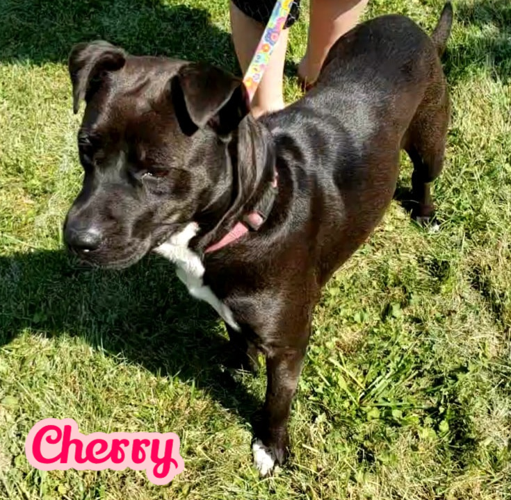 Enlarge Cherry, a Adoptable mixed breed in Elburn, IL image 2/6