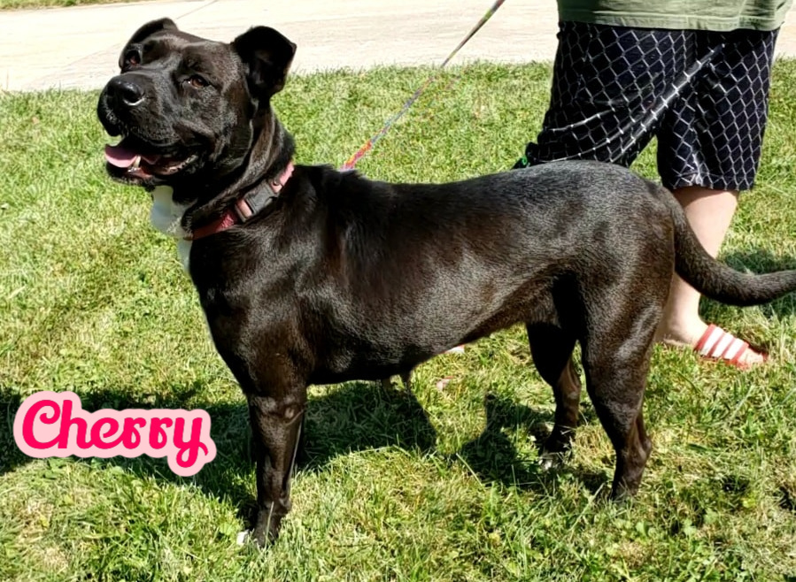 Enlarge Cherry, a Adoptable mixed breed in Elburn, IL image 3/6