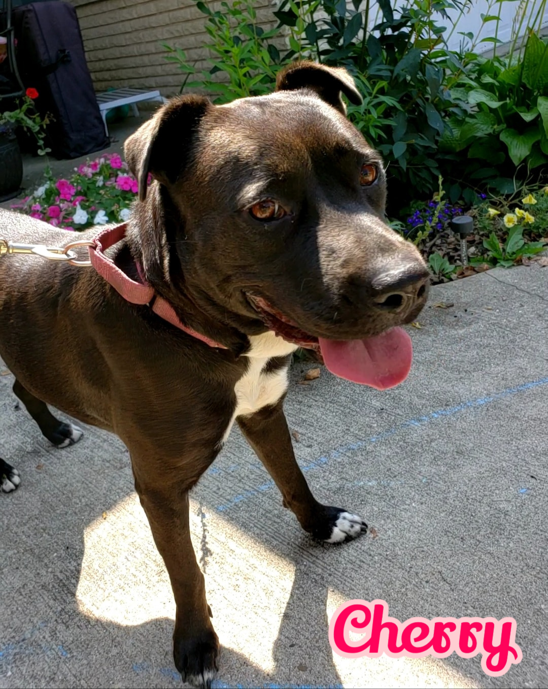 Enlarge Cherry, a Adoptable mixed breed in Elburn, IL image 5/6