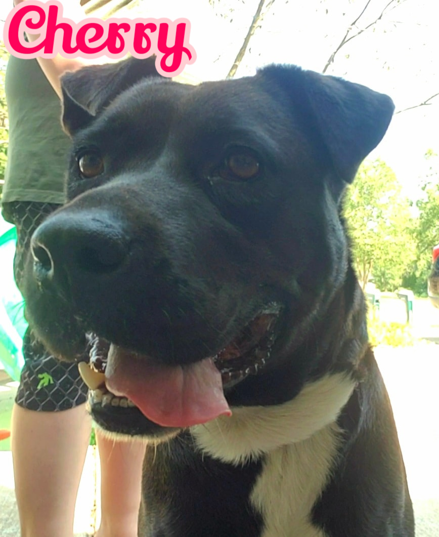 Enlarge Cherry, a Adoptable mixed breed in Elburn, IL image 6/6