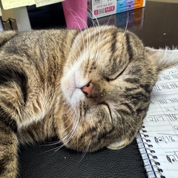 Bozz, Adoptable, Adult Male Domestic Short Hair.