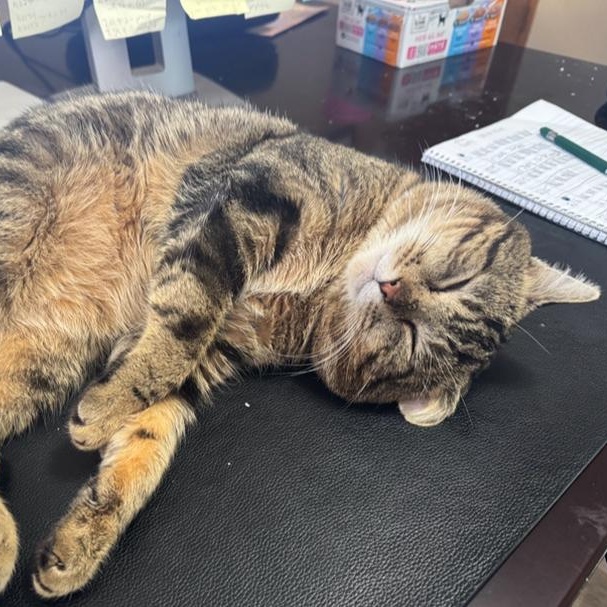 Enlarge Bozz, a Adoptable Domestic Short Hair in Saint Francis, MN image 2/4