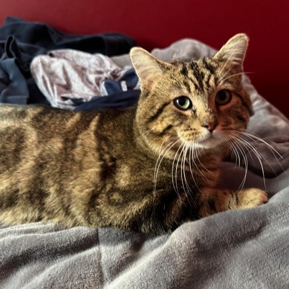 Enlarge Bozz, a Adoptable Domestic Short Hair in Saint Francis, MN image 3/4